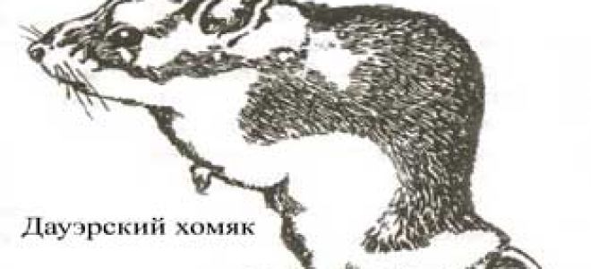 Барабинский, или даурский хомячок (Cricetulus barabensis)